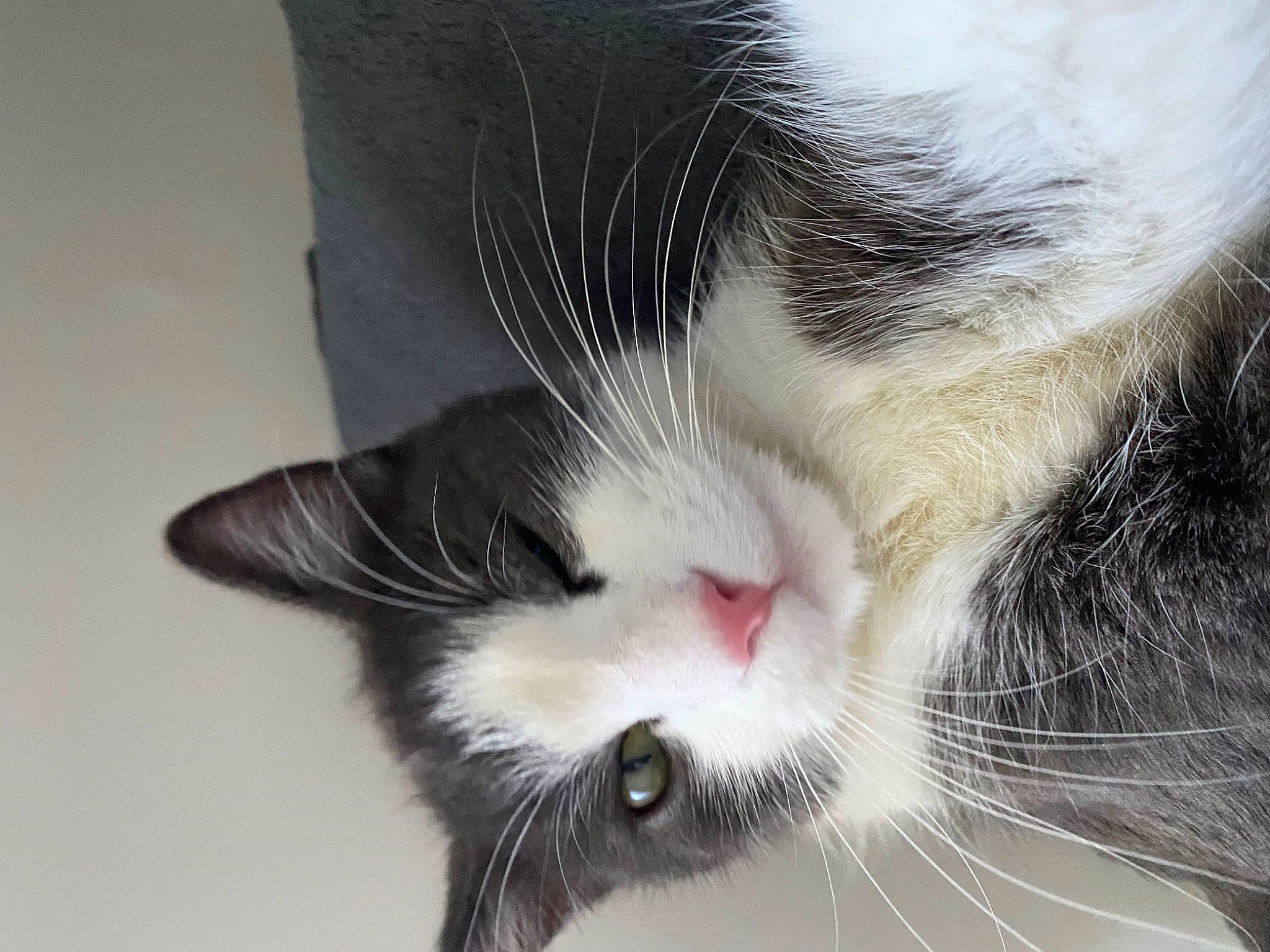 Flash participe au concours pour gagner de l'argent avec cette photo : carnivore, cat, claw, comfort, domestic_short_haired_cat, ear, eye, felidae, fur, nap, paw, small_to_medium_sized_cats, snout, tail, whiskers