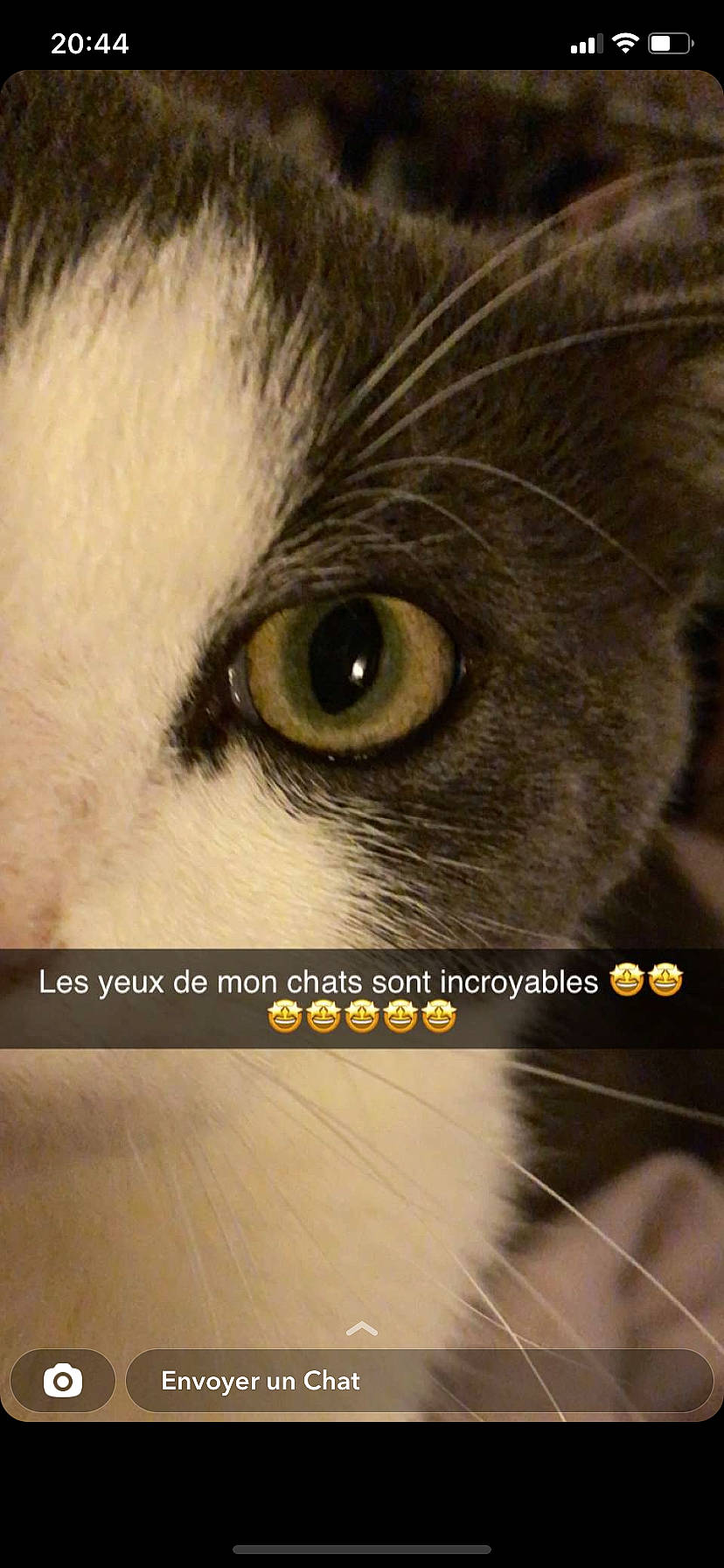 Flash participe au concours pour gagner de l'argent avec cette photo : art, carnivore, cat, domestic_short_haired_cat, eyelash, felidae, font, fur, iris, macro_photography, paw, photo_caption, small_to_medium_sized_cats, snout, terrestrial_animal, whiskers, wildlife