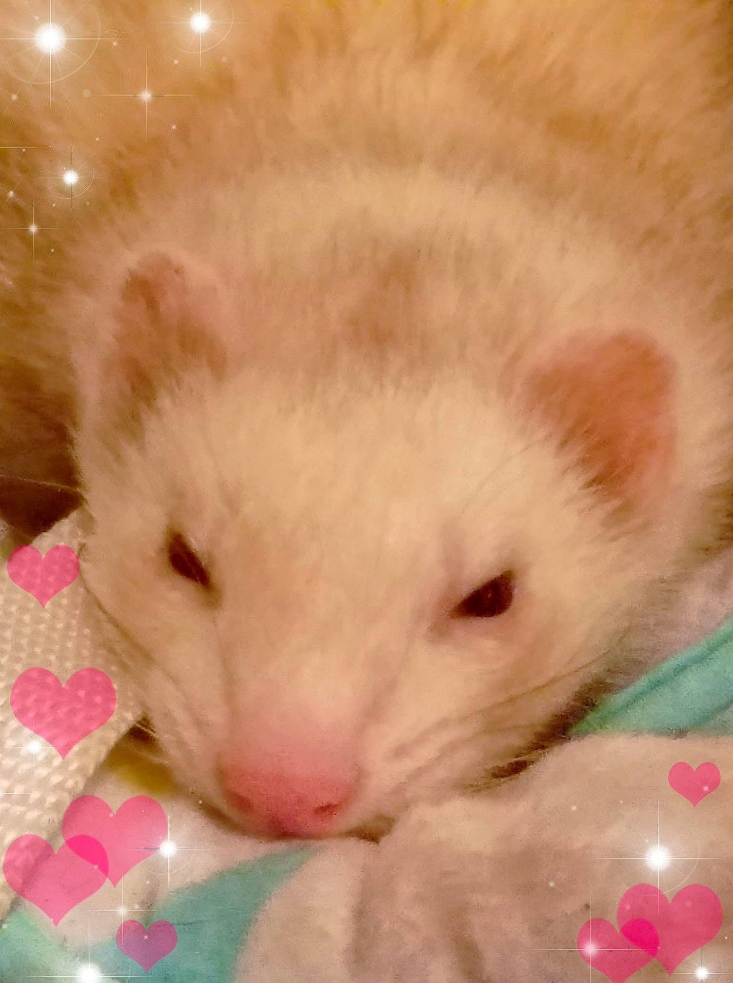 Bella is registered to the contest to win money with this photo: carnivore, eye, fawn, ferret, fur, hamster, mammal, mustelidae, mustelinae, nose, pink, skin, snout, whiskers