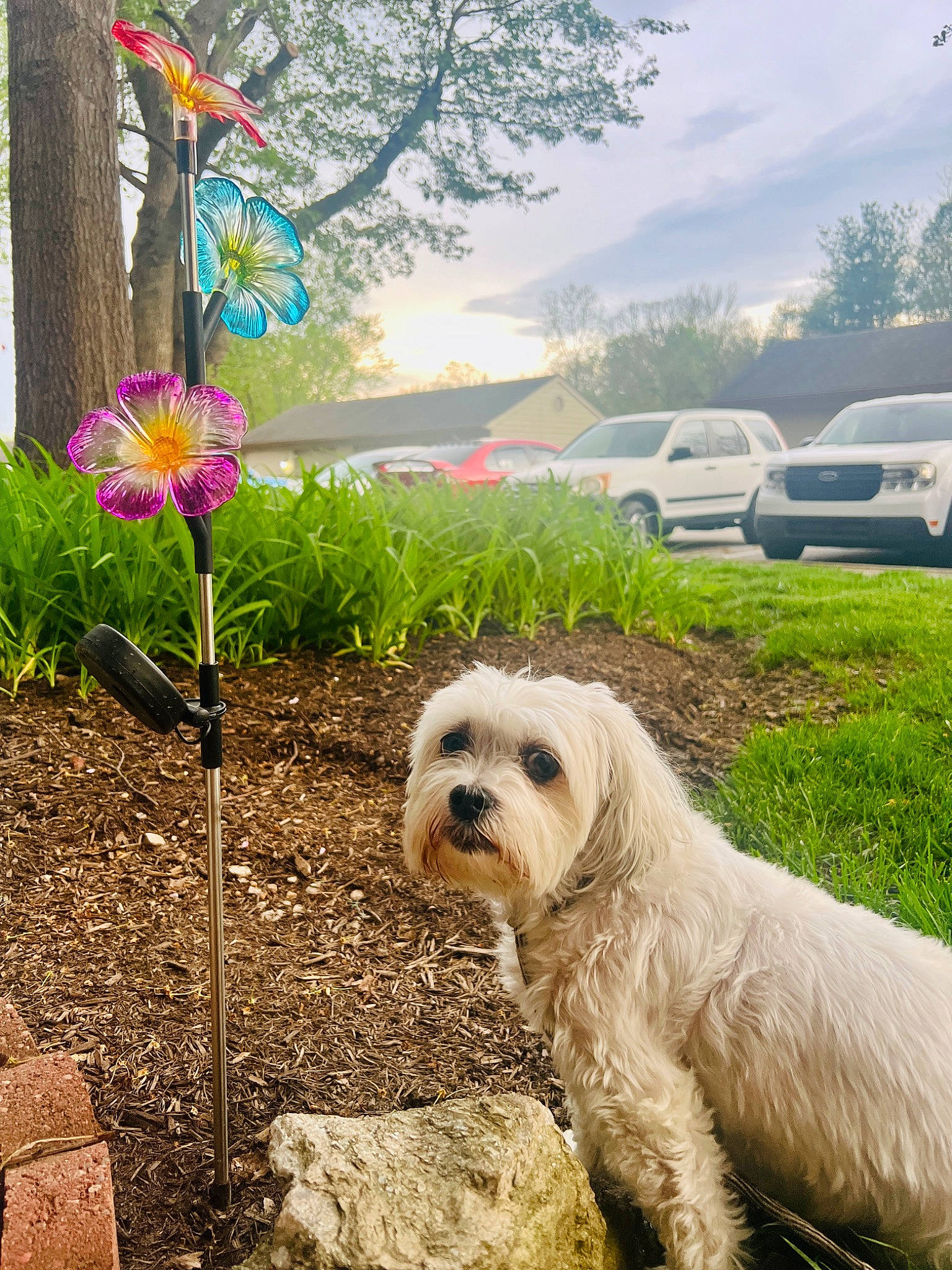 Chloe joined the competition — help win amazing prizes! car, carnivore, cloud, companion_dog, dog, dog_breed, flower, grass, landscape, morning, petal, plant, sky, small_terrier, summer, sunglasses, toy_dog, tree, vehicle, wheel