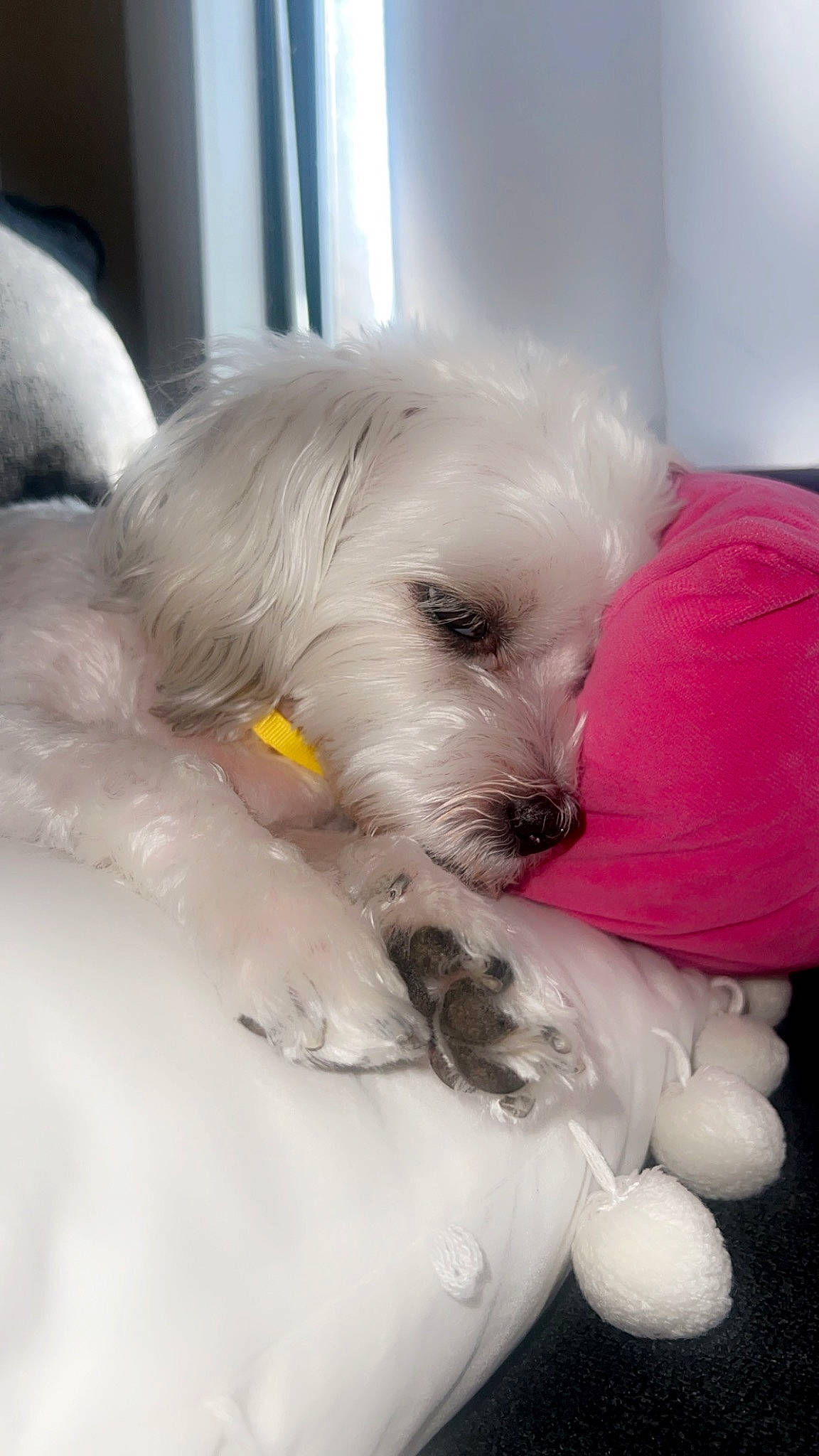 Chloe joined the competition — help win amazing prizes! bichon, canidae, carnivore, chair, cockapoo, companion_dog, dog, dog_breed, dog_supply, fawn, felidae, fur, labradoodle, puppy_love, small_terrier, snout, sporting_group, terrier, toy_dog, whiskers