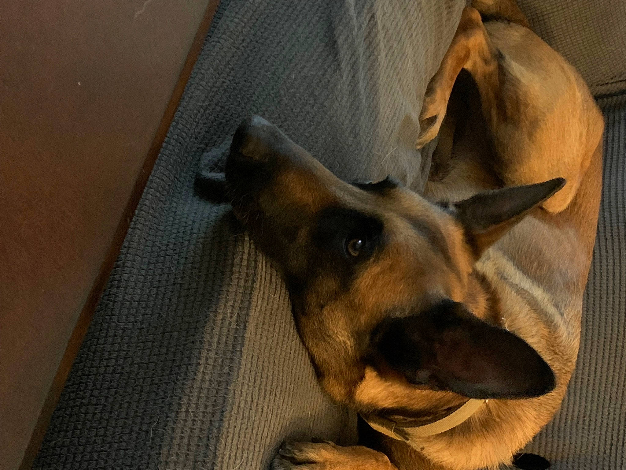 Harley joined the competition — help win amazing prizes! canidae, carnivore, comfort, companion_dog, dobermann, dog, dog_breed, ear, fawn, fur, guard_dog, snout, sporting_group, terrestrial_animal, whiskers, wood, working_animal, working_dog