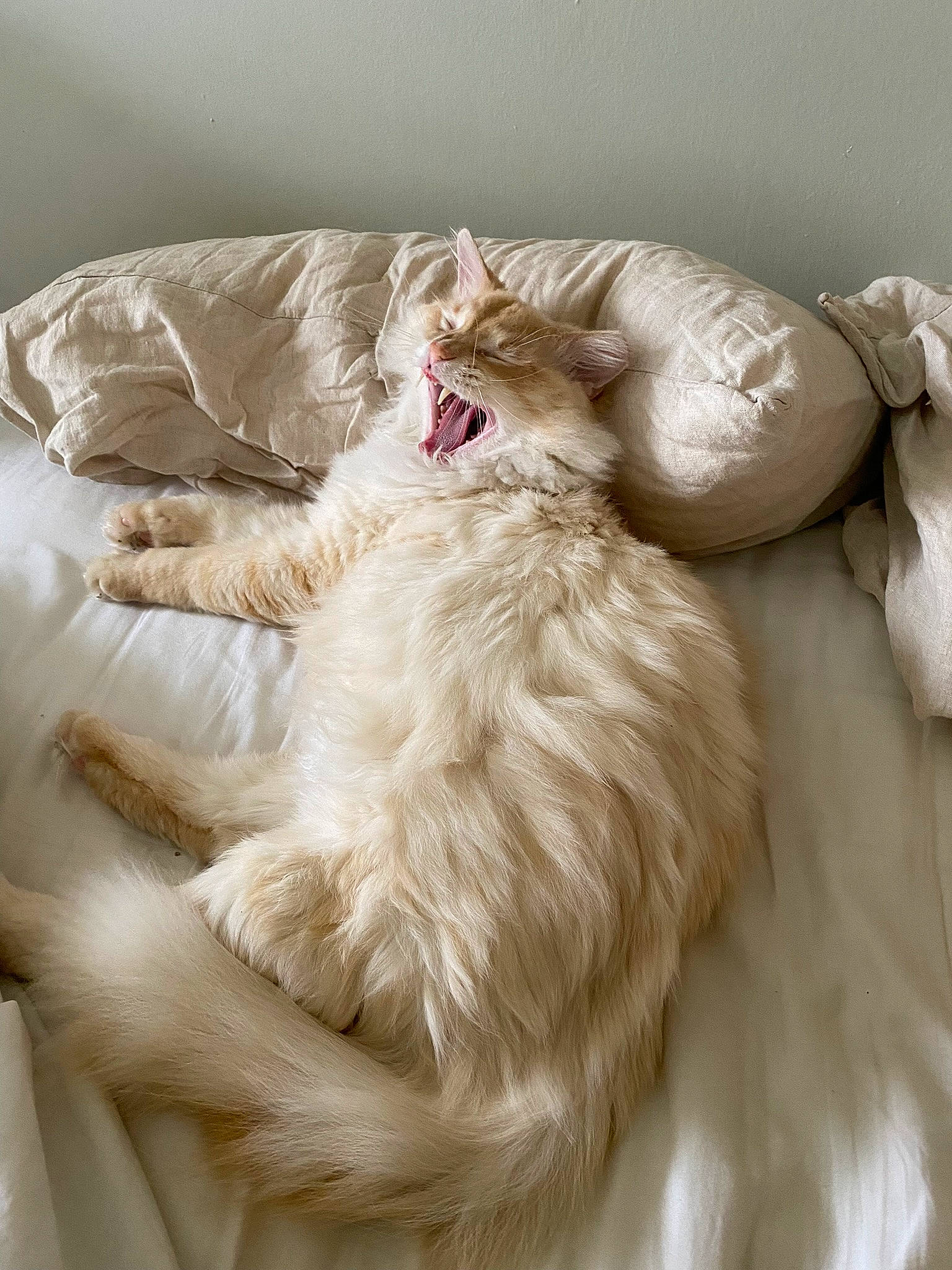 Indigo is registered to the contest to win money with this photo: carnivore, cat, comfort, companion_dog, dog_breed, duvet, felidae, fur, linens, natural_material, paw, small_to_medium_sized_cats, textile, whiskers