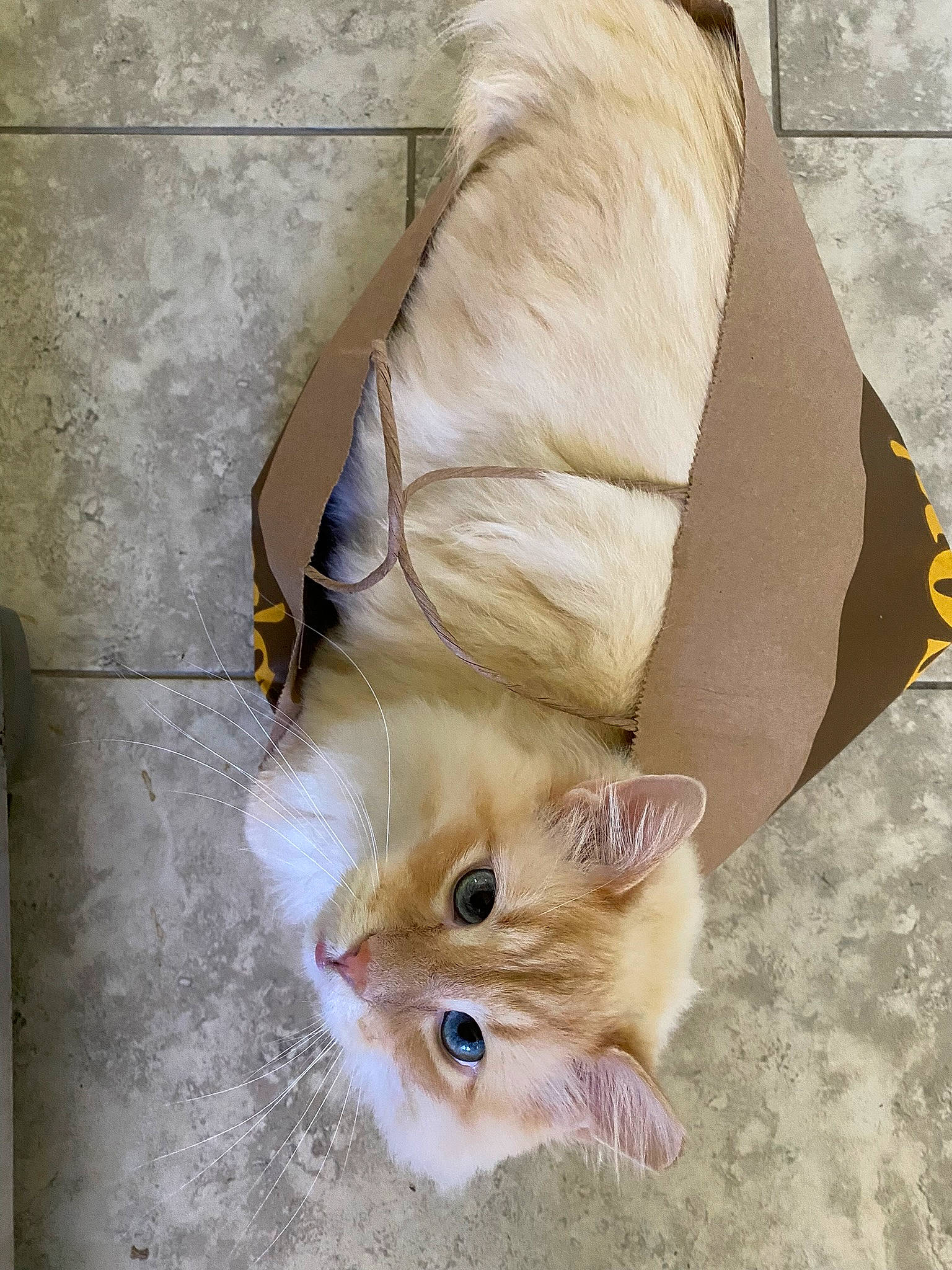 Indigo joined the competition — help win amazing prizes! bag, carnivore, cat, claw, comfort, domestic_short_haired_cat, fawn, felidae, flooring, fur, linens, paw, small_to_medium_sized_cats, snout, tail, whiskers, wood