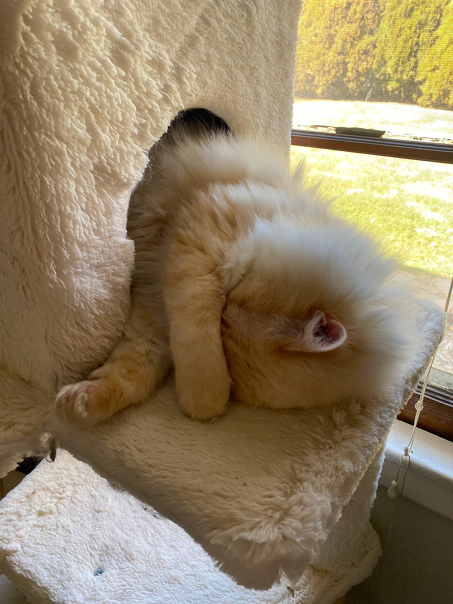 Indigo is registered to the contest to win money with this photo: canidae, cat, claw, companion_dog, domestic_rabbit, fawn, felidae, fur, hare, linens, paw, rabbits_and_hares, small_to_medium_sized_cats, snout, tail, whiskers, wood