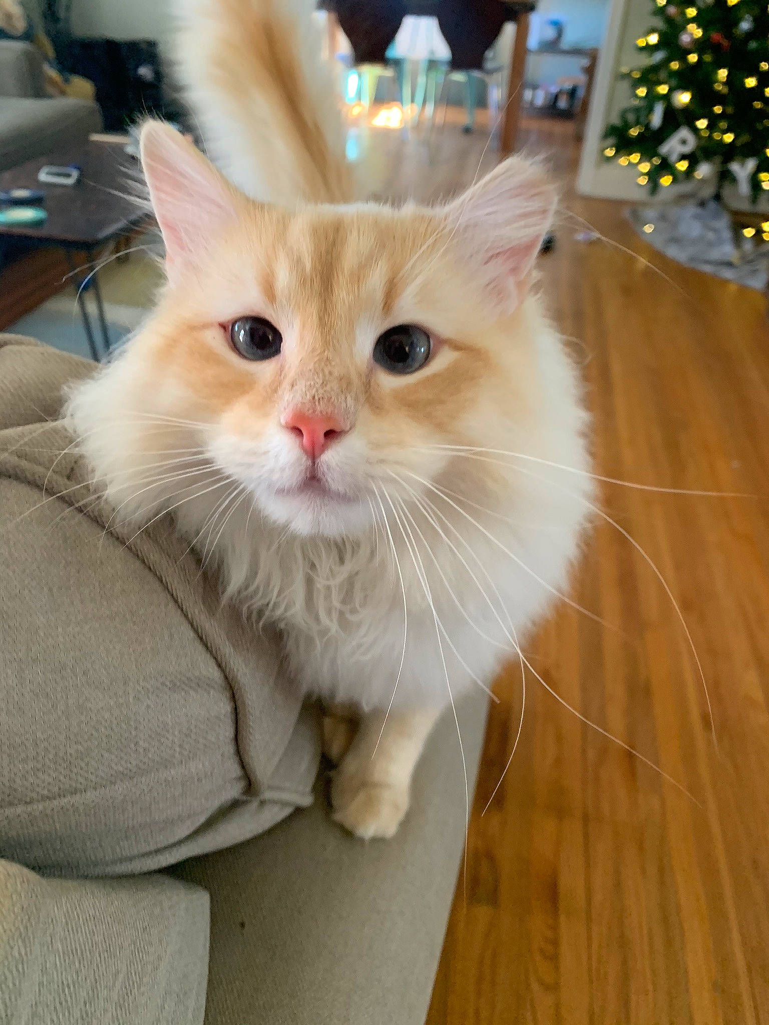 Indigo is registered to the contest to win money with this photo: carnivore, cat, christmas_ornament, christmas_tree, domestic_short_haired_cat, event, fawn, felidae, flooring, fur, gesture, hardwood, paw, small_to_medium_sized_cats, snout, tail, varnish, whiskers, window, wood