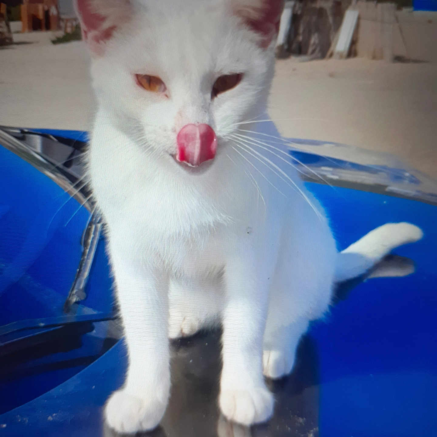 Toutou a rejoint le concours — aidez-le/la à gagner de superbes lots ! abyssinian, alloywheel, angora, animal, bodypart, car, carwheel, cat, kitten, machine, manx, mouth, person, pet, siamese, spoke, tire, tongue, transportation, vehicle