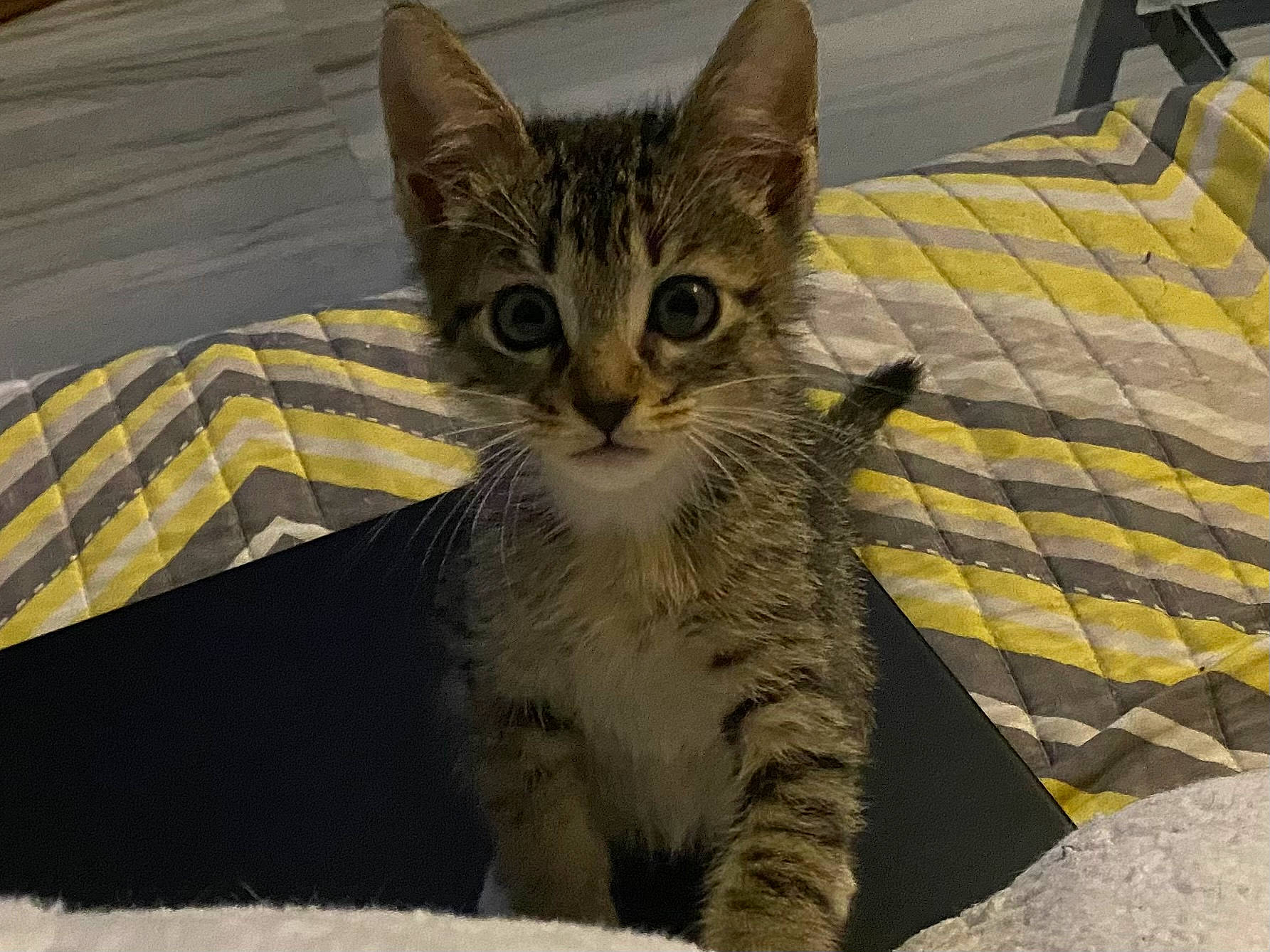 Parker is registered to the contest to win money with this photo: carnivore, cat, claw, domestic_short_haired_cat, felidae, fur, paw, sitting, small_to_medium_sized_cats, snout, tail, terrestrial_animal, whiskers, wildlife