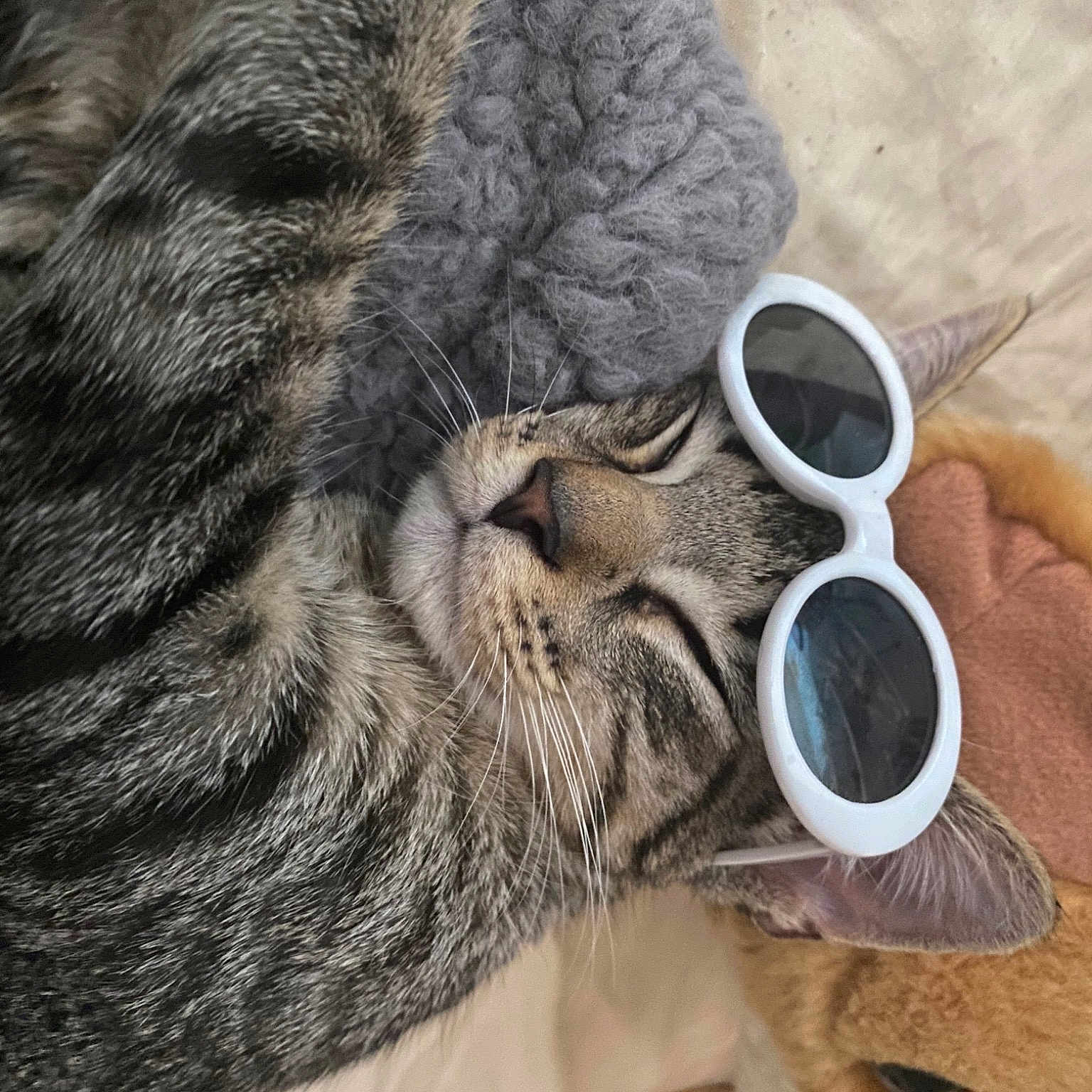 Parker is registered to the contest to win money with this photo: carnivore, cat, close_up, domestic_short_haired_cat, ear, eyewear, fawn, felidae, fur, gesture, glasses, nail, small_to_medium_sized_cats, snout, tail, terrestrial_animal, vision_care, whiskers, working_animal, wrinkle