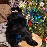 Sammie joined the competition — help win amazing prizes! dog, black_dog, stool, christmas_tree, ornaments, lights, holiday, decorations, blanket, curtain, indoor, pet, fur, wood, cozy, festive, animal, companion, relaxed, home