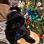 dog, black_dog, stool, christmas_tree, ornaments, lights, holiday, decorations, blanket, curtain, indoor, pet, fur, wood, cozy, festive, animal, companion, relaxed, home