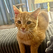Mango is registered to the contest to win money with this photo: cat, kitten, ginger, indoor, couch, furniture, lamp, whiskers, curious, pet, animal, cute, small, cozy, fur, ears, eyes, home, resting, soft