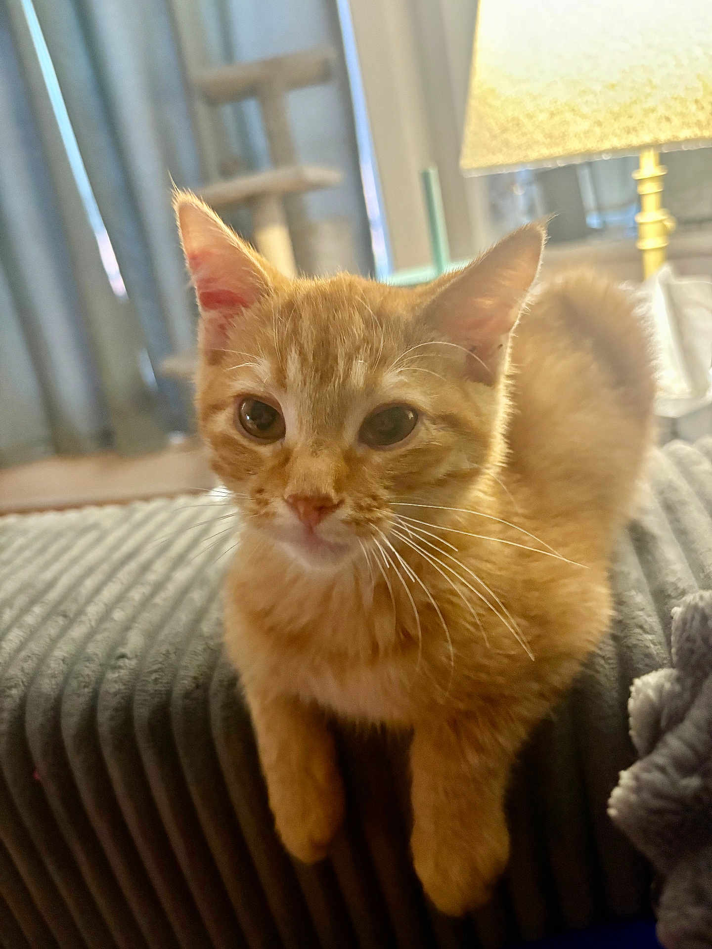 Mango is registered to the contest to win money with this photo: cat, kitten, ginger, indoor, couch, furniture, lamp, whiskers, curious, pet, animal, cute, small, cozy, fur, ears, eyes, home, resting, soft
