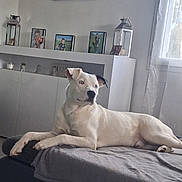Aslan participe au concours pour gagner de l'argent avec cette photo : animal, blanket, canine, cozy, curtains, decor, dog, furniture, home, indoor, lanterns, living_room, lying_down, pet, photographs, portrait, relaxing, resting, white_dog, window