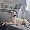 animal, blanket, canine, cozy, curtains, decor, dog, furniture, home, indoor, lanterns, living_room, lying_down, pet, photographs, portrait, relaxing, resting, white_dog, window