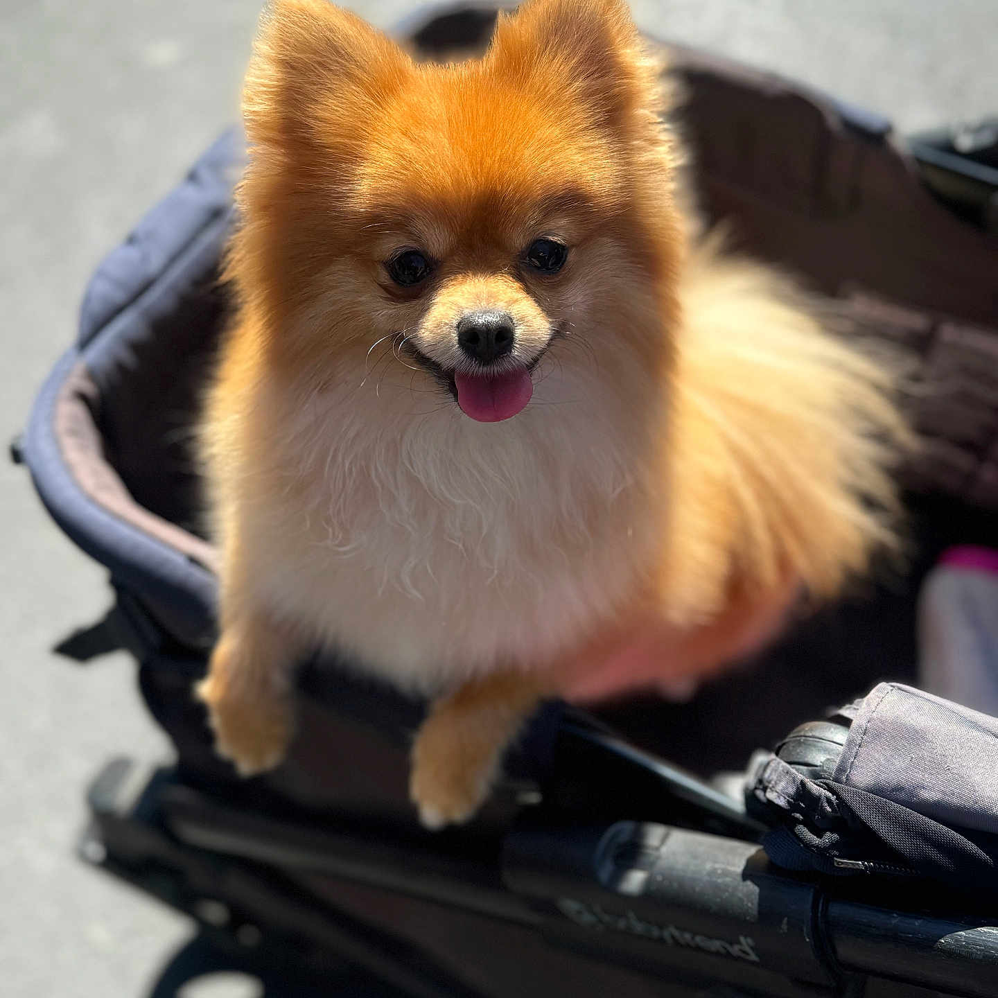 Tinkerbell joined the competition — help win amazing prizes! accessories, alloywheel, animal, bag, canine, car, carwheel, cockerspaniel, dog, eskimodog, face, fox, handbag, head, papillon, person, pet, puppy, strap, stroller