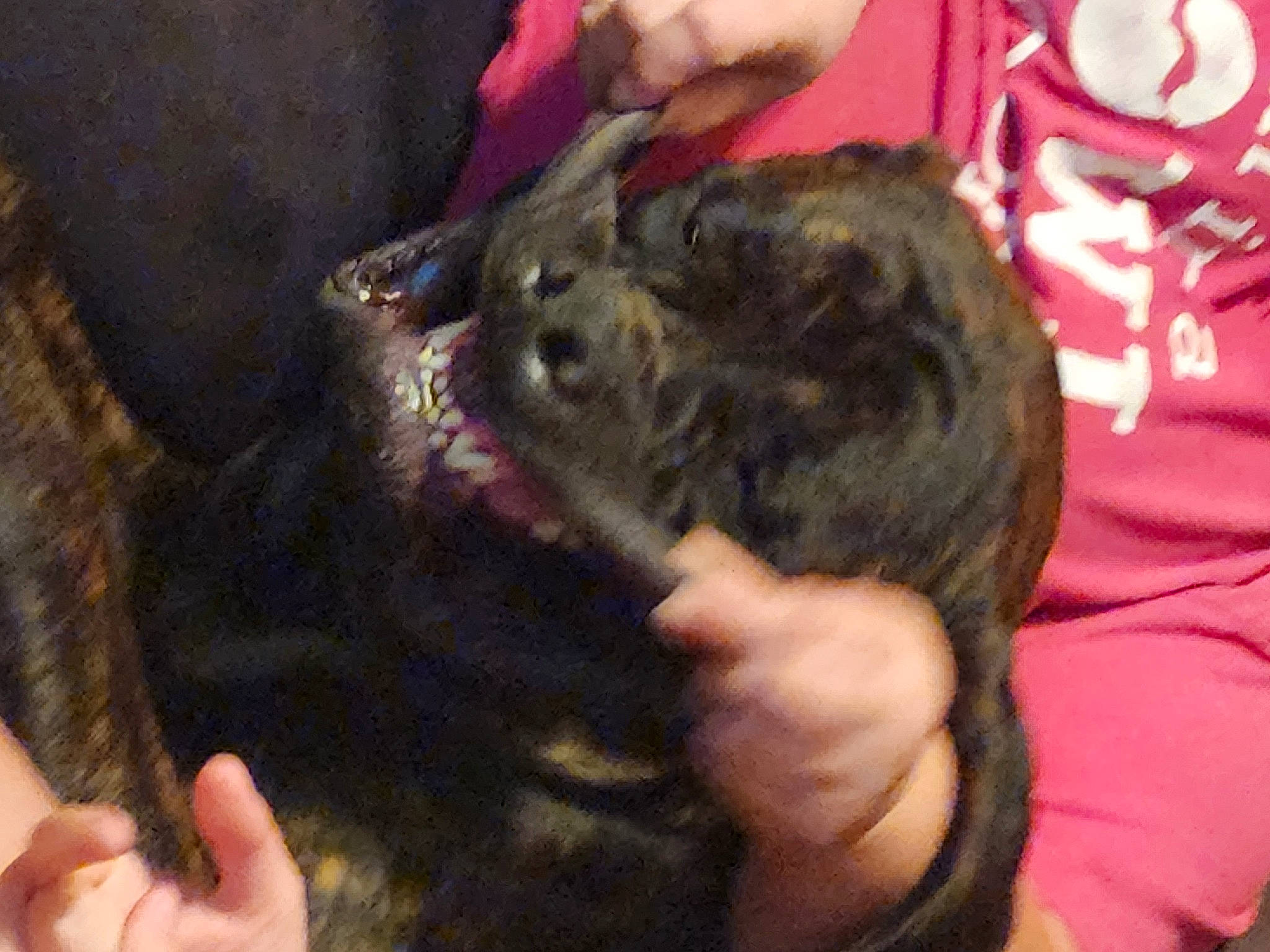 Bruno joined the competition — help win amazing prizes! canidae, carnivore, companion_dog, dog_breed, finger, fur, marsupial, muroidea, nail, rodent, snout, sporting_group, thumb, whiskers, working_animal