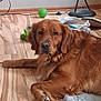 dog, golden_retriever, pet, animal, indoor, wooden_floor, toy, green_ball, blanket, relaxed, lying_down, floor, fur, paw, ears, collar, household, lamp, cord, calm