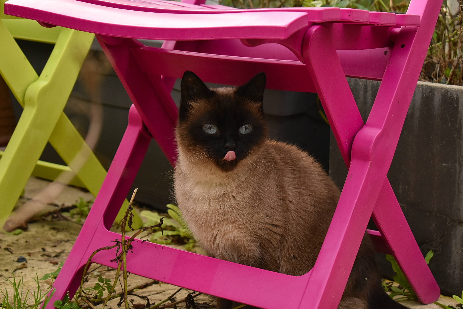 Chipie a rejoint le concours — aidez-le/la à gagner de superbes lots ! balinese, birman, burmese, carnivore, cat, domestic_short_haired_cat, fawn, felidae, kitten, mammal, pink, ragdoll, small_to_medium_sized_cats, snowshoe, thai, tonkinese, vertebrate, whiskers