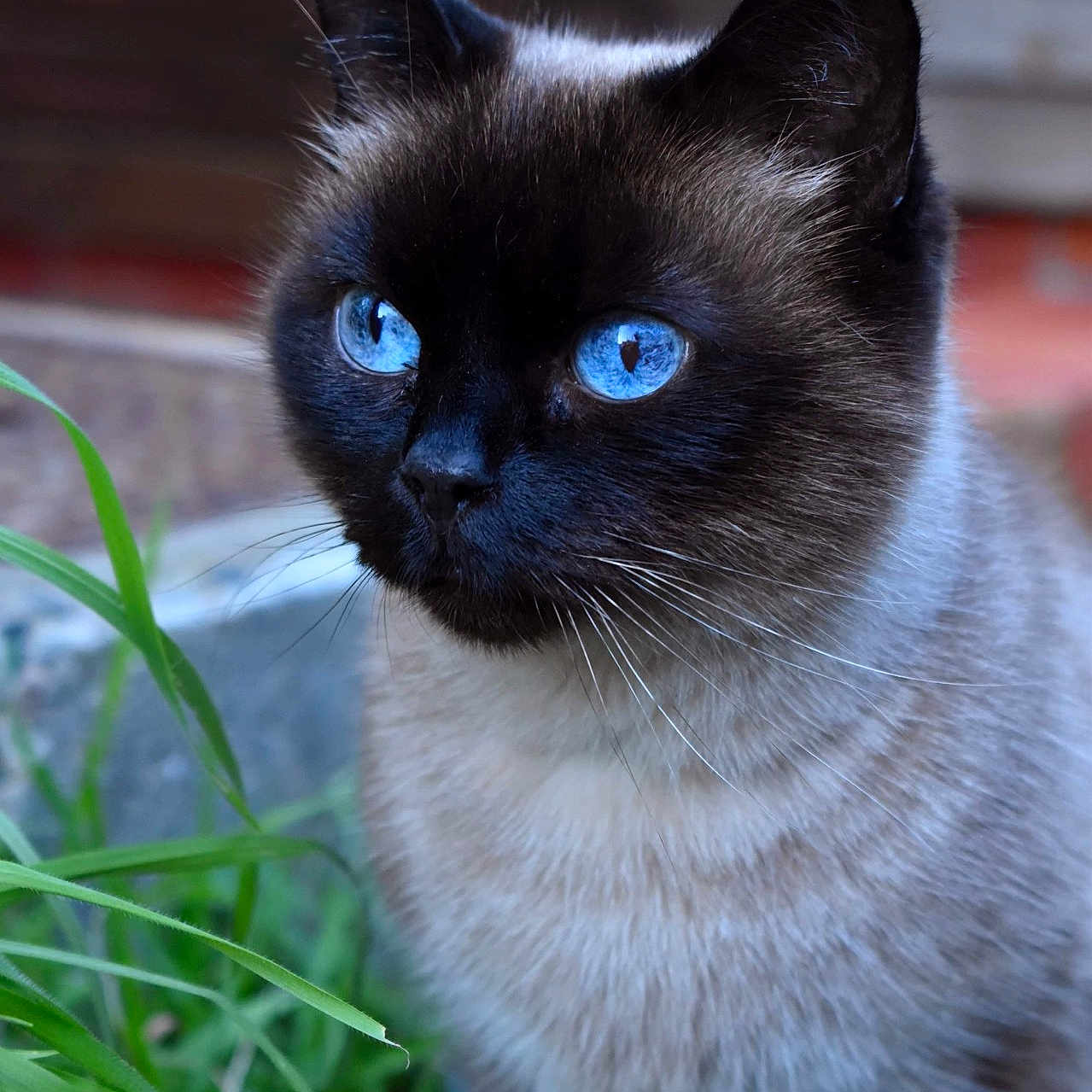 Chipie participe au concours pour gagner de l'argent avec cette photo : animal, animal_portrait, blue_eyes, cat, close_up, curious, cute, domestic_animal, face, feline, fur, grass, head, mammal, nature, outdoor, pet, portrait, siamese_cat, whiskers
