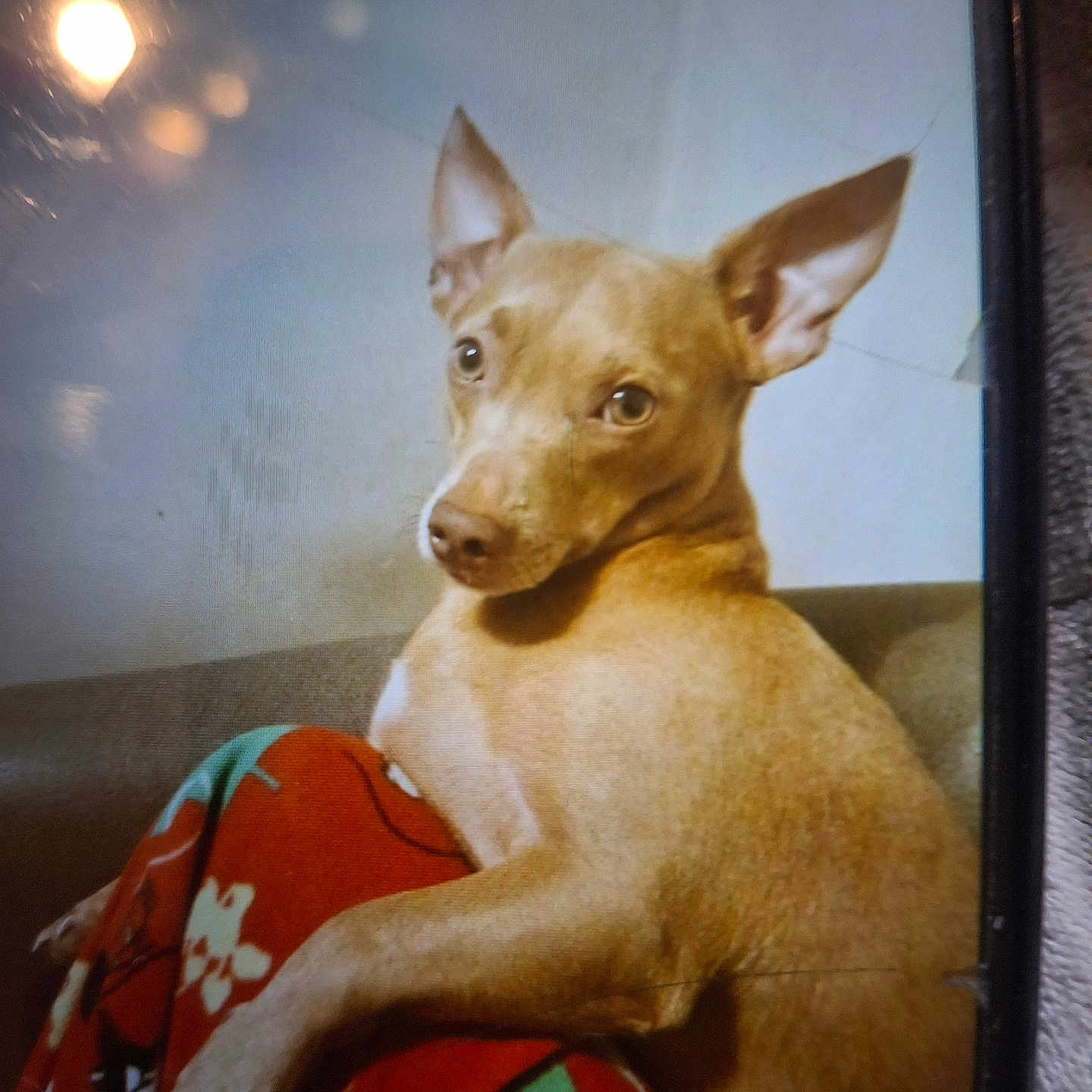 Minie Mouse is registered to the contest to win money with this photo: animal, blanket, bone_pattern, canine, colorful, companion, couch, cozy, curious_eyes, dog, fur, home, indoor, large_ears, looking_back, paw, pet, relaxed, snout, tan_dog