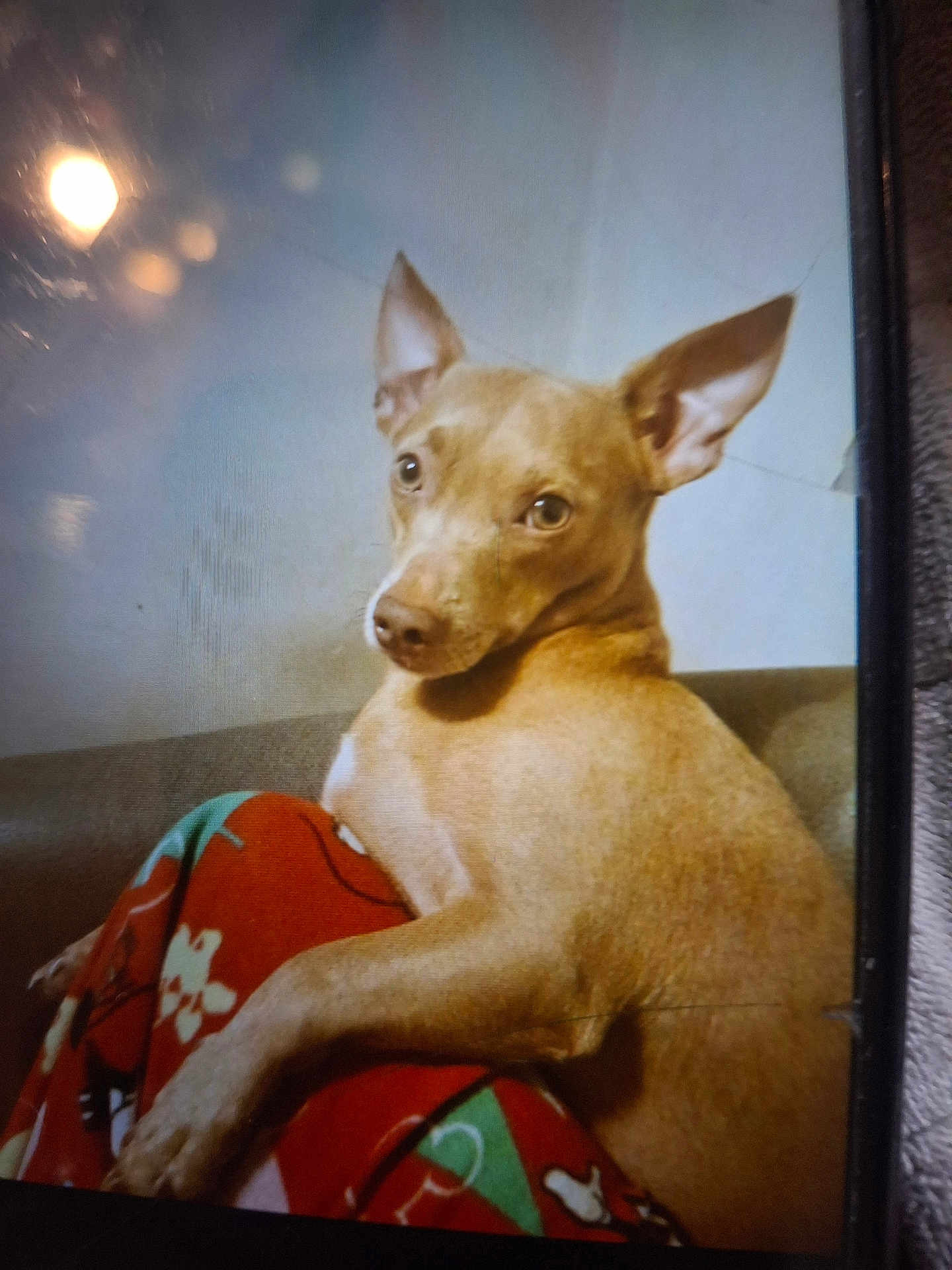 Minie Mouse is registered to the contest to win money with this photo: dog, tan_dog, large_ears, blanket, colorful, bone_pattern, curious_eyes, indoor, couch, pet, animal, relaxed, looking_back, fur, paw, snout, canine, companion, cozy, home