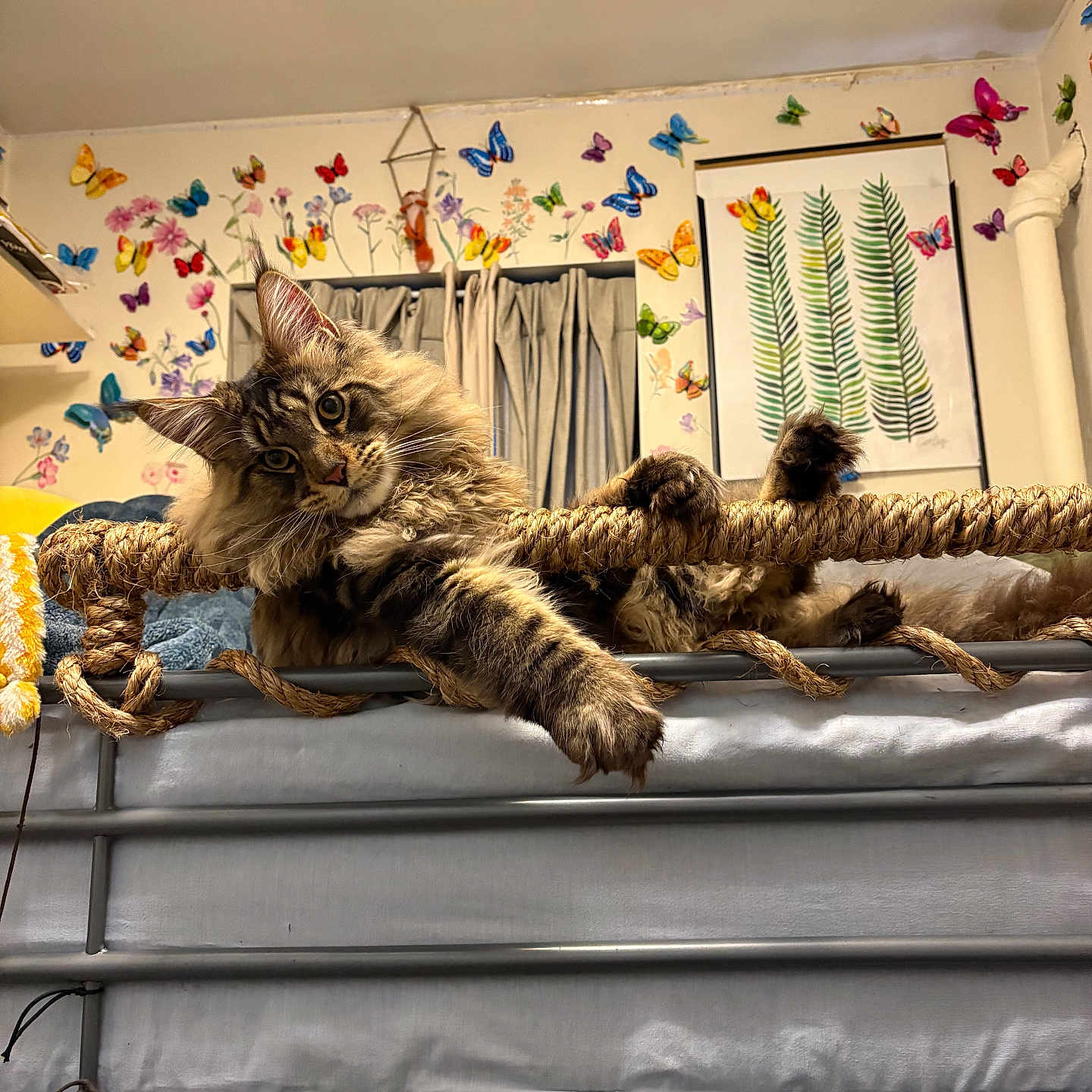 Bjorn The Bear joined the competition — help win amazing prizes! animal, architecture, bed, bedroom, building, bunkbed, cat, couch, dormroom, flower, furniture, homedecor, indoors, interiordesign, kitten, livingroom, pet, plant, room, wood