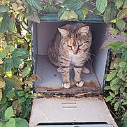 Zoé participe au concours pour gagner de l'argent avec cette photo : cat, tabby_cat, animal, pet, feline, whiskers, ears, face, eyes, fur, striped_fur, standing, mailbox, letterbox, garden, foliage, leaves, outdoor, nature, portrait