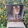 cat, tabby_cat, animal, pet, feline, whiskers, ears, face, eyes, fur, striped_fur, standing, mailbox, letterbox, garden, foliage, leaves, outdoor, nature, portrait