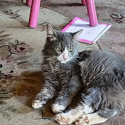 Sonic is registered to the contest to win money with this photo: animal, carpet, cat, chair, feline, fluffy, gray_fur, green_eyes, indoor, long_hair, lying_down, notebook, patterned_floor, paws, pet, pink, pink_nose, portrait, whiskers, white_fur