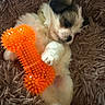 puppy, dog, toy, orange, bone, fur, fluffy, pet, cute, lying_down, carpet, brown, relaxed, indoor, animal, playful, small_dog, comfortable, soft, adorable
