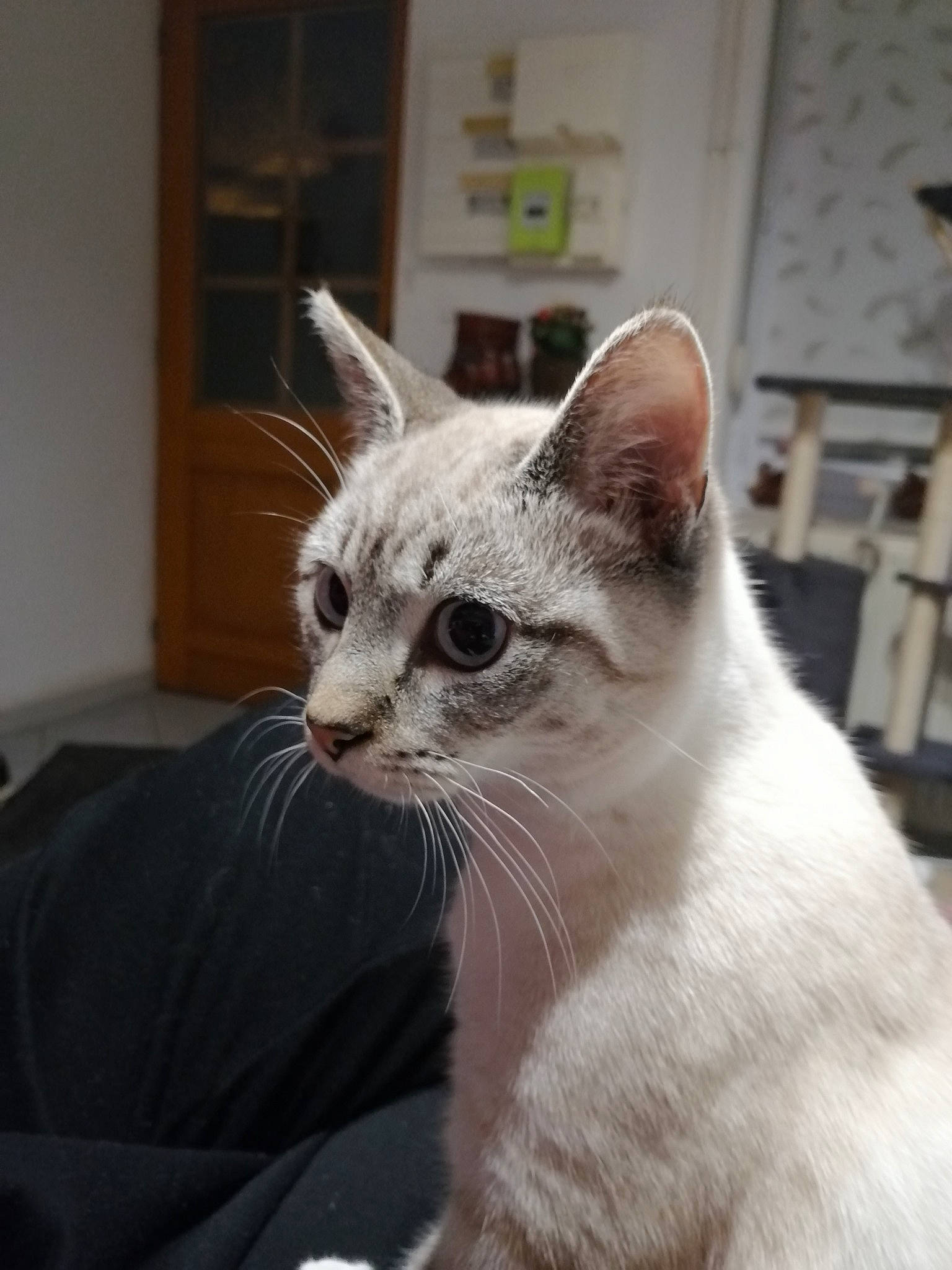 Coco participe au concours pour gagner de l'argent avec cette photo : asian, balinese, burmilla, carnivore, cat, colorpoint_shorthair, domestic_short_haired_cat, ear, felidae, javanese, khao_manee, kitten, mammal, ojos_azules, small_to_medium_sized_cats, thai, tonkinese, turkish_angora, vertebrate, whiskers