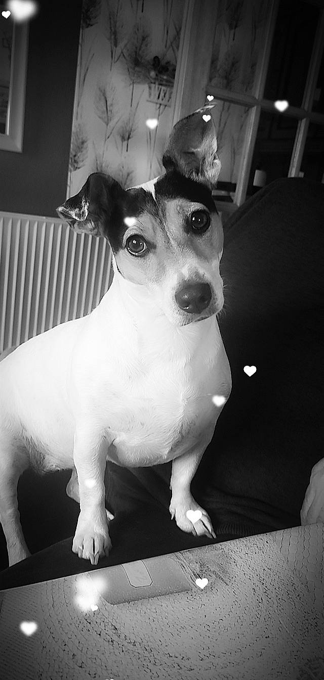 Paquita a rejoint le concours — aidez-le/la à gagner de superbes lots ! canidae, carnivore, collar, companion_dog, dog, dog_breed, dog_collar, ear, fawn, fur, monochrome, monochrome_photography, snout, sporting_group, style, terrier, toy_dog, whiskers, white, working_animal