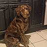 animal, background, brown_dog, cabinet, canine, dark_cabinet, dog, domestic_animal, eyes, floor, fur, home, indoor, kitchen, looking, mottled_coat, pet, quiet, sitting, tile_floor