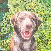 Loki participe au concours pour gagner de l'argent avec cette photo : dog, canine, pet, outdoor, ivy, greenery, sunlight, happy, panting, fur, nature, animal, muzzle, ears, tongue, garden, leaf, summer, portrait, friendly