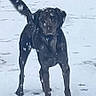 alert, animal, black_dog, canine, cold, daytime, dog, footprints, fur, looking, nature, outdoor, park, path, pet, snow, snowflakes, snowing, standing, winter