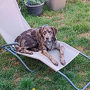 Loki a rejoint le concours — aidez-le/la à gagner de superbes lots ! animal, backyard, brown_dog, canine, daylight, dog, garden, grass, greenery, leisure, lounge_chair, nature, outdoor, pet, potted_plants, relaxed, resting, seat, speckled_fur, summer