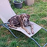 animal, backyard, brown_dog, canine, daylight, dog, garden, grass, greenery, leisure, lounge_chair, nature, outdoor, pet, potted_plants, relaxed, resting, seat, speckled_fur, summer
