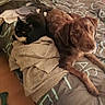 animal, bed, black_cat, blanket, brown_dog, canine, cat, clothing, comfort, companions, cozy, curious, dog, domestic, fabric, feline, indoor, pet, relaxed, resting