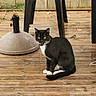 Paco a rejoint le concours — aidez-le/la à gagner de superbes lots ! cat, tuxedo_cat, wooden_deck, outdoor, yellow_eyes, black_and_white, table, plastic_table, umbrella_base, sitting, tongue_out, pet, animal, feline, whiskers, ears, tail, natural_light, background_fence, grass