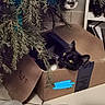 Paco a rejoint le concours — aidez-le/la à gagner de superbes lots ! cat, cardboard_box, christmas_tree, ornament, indoor, slippers, tile_floor, black_and_white_cat, decorations, curious, pet, cozy, holiday, home, feline, cute, relaxing, animal, box, festive