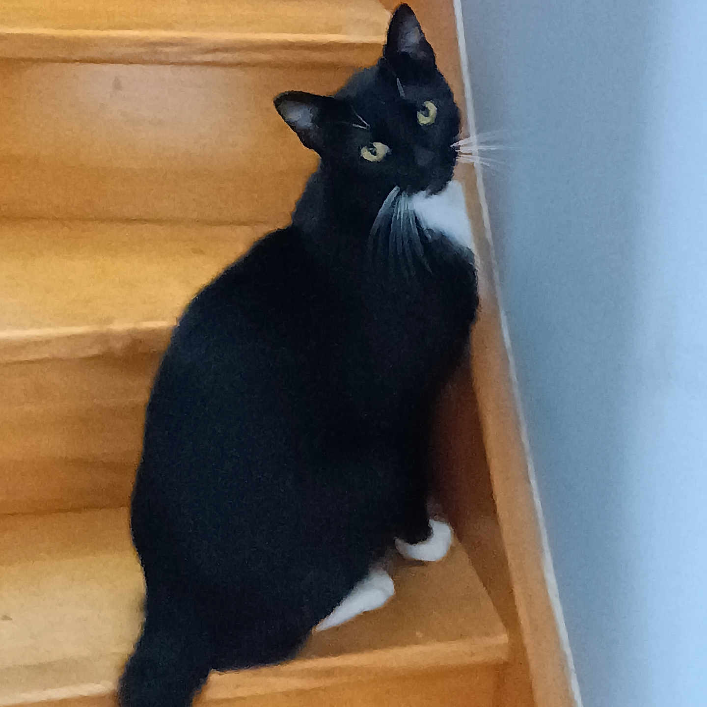 Paco
