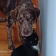 Paco participe au concours pour gagner de l'argent avec cette photo : dog, cat, stairs, indoor, pet, animal, black_and_white_cat, speckled_dog, curious, wooden_stairs, wall, looking, companion, feline, canine, domestic, friendly, home, cute, cozy