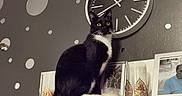 Paco participe au concours pour gagner de l'argent avec cette photo : cat, tuxedo_cat, shelf, clock, wall_decor, candle, photograph, indoor, domestic_animal, pet, black_and_white, curious, decorative, feline, modern, home_interior, sitting, animal, household, cute