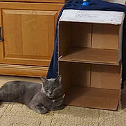 John joined the competition — help win amazing prizes! animal, cardboard_box, carpet, cat, cozy, domestic, floor, furniture, gray_cat, home, indoor, laying_down, pet, quiet, relaxed, rubber_duck, shelf, sleepy, toy, wooden_cabinet