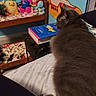 animal, bed, blanket, blue_wall, book, cat, colorful, cozy, furniture, gray_cat, indoor, pet, pillow, plush_toys, relaxing, soft, stuffed_toys, toy_bed, wall_art, yellow_submarine