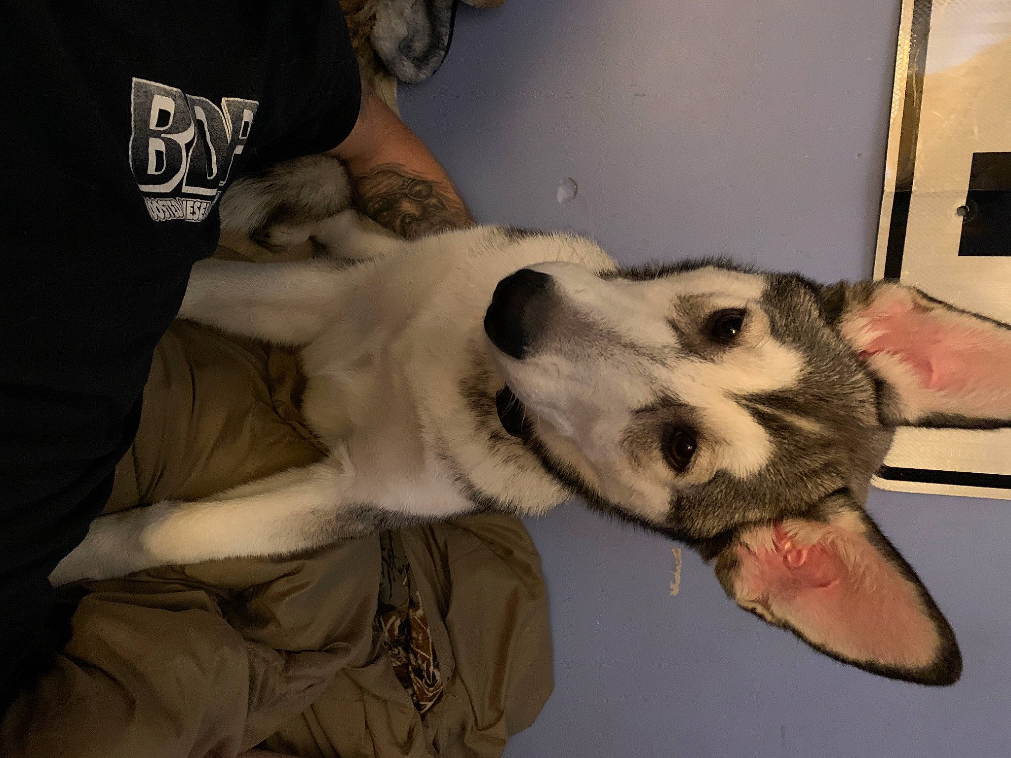 Tala is registered to the contest to win money with this photo: canidae, carnivore, claw, companion_dog, dog, dog_breed, ear, fur, mammal, northern_inuit_dog, nose, paw, puppy_love, vertebrate, wolfdog