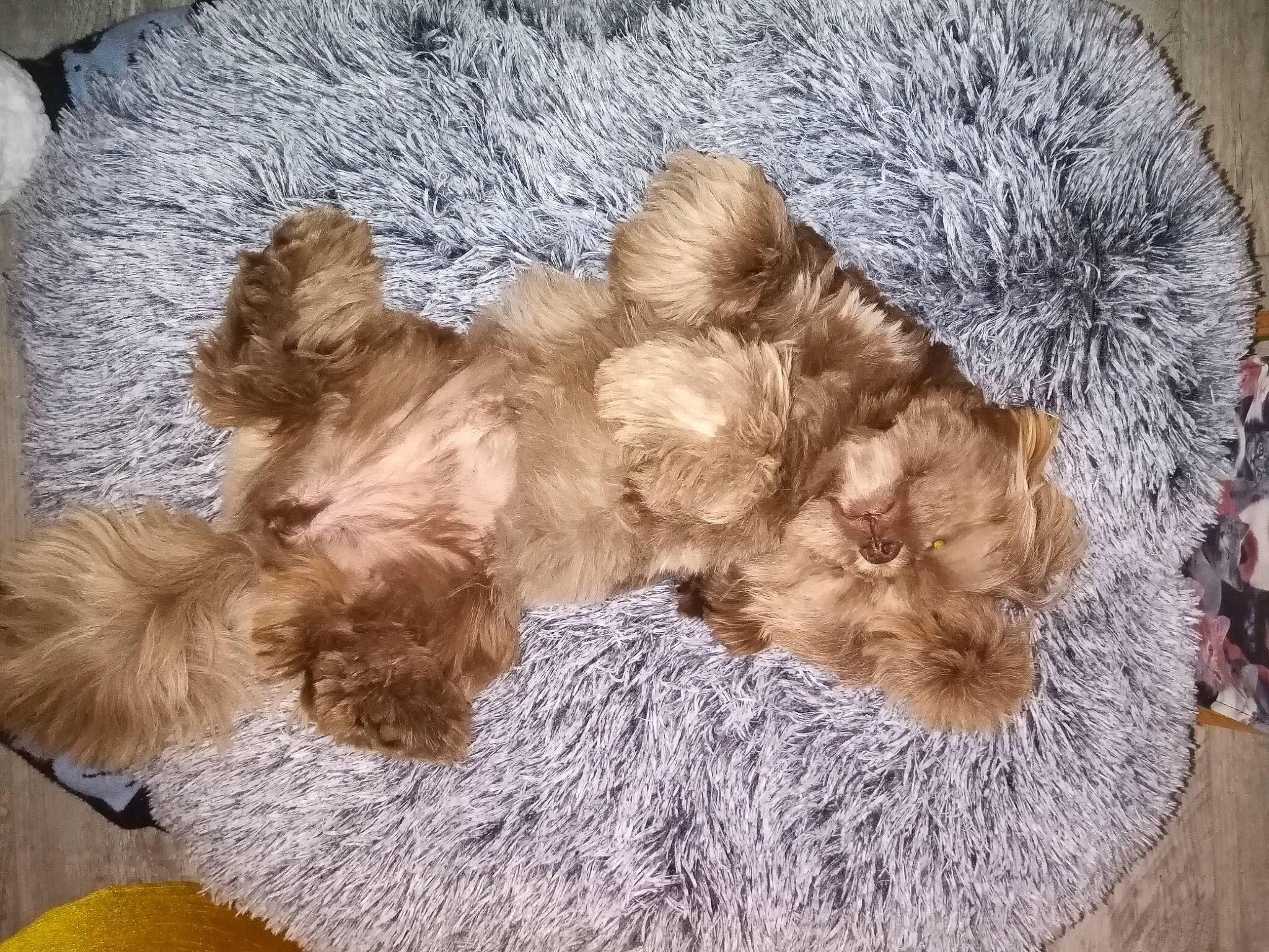 Tchikita a rejoint le concours — aidez-le/la à gagner de superbes lots ! canidae, carnivore, companion_dog, dog, dog_breed, dog_supply, fashion_accessory, fawn, fur, liver, natural_material, pattern, pet_supply, sporting_group, tail, terrier, toy, toy_dog, wool, working_animal