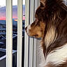 Saïko participe au concours pour gagner de l'argent avec cette photo : animal, balcony, brown, clouds, contemplation, dog, domestic, evening, fur, medium_fur, outdoor, pet, profile, quiet, railing, side_view, sky, sunset, urban, white