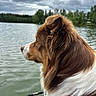 Saïko a rejoint le concours — aidez-le/la à gagner de superbes lots ! animal, brown, calm, canine, cloudy_sky, dog, fur, lake, landscape, nature, outdoor, peaceful, pet, profile, reflection, serene, side_view, trees, water, white